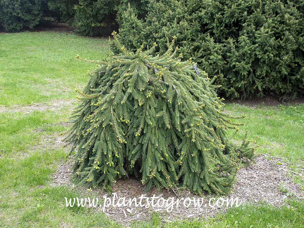 Formanek Norway Spruce (Picea abies)